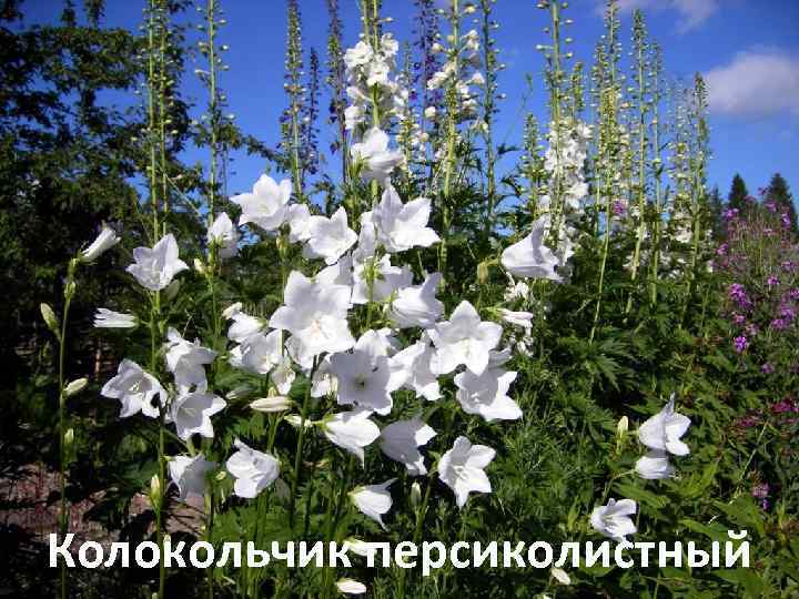 Колокольчик персиколистный 