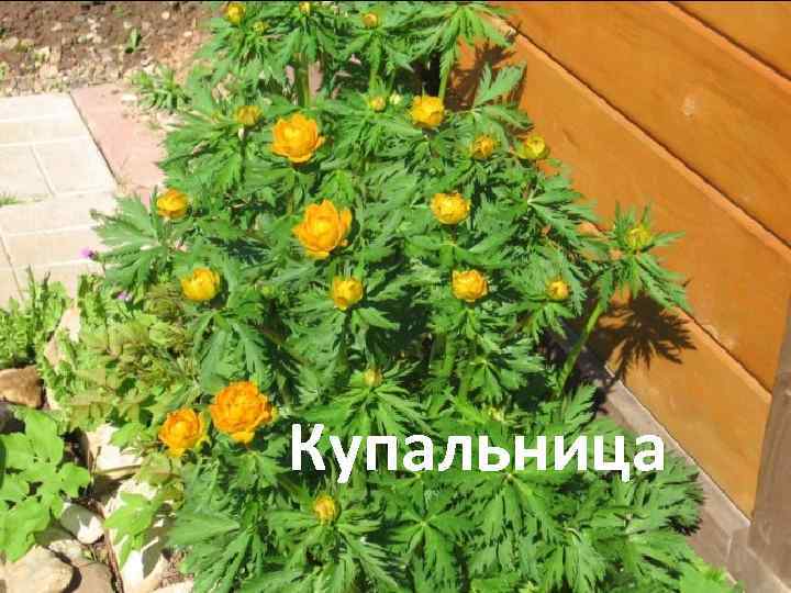 Купальница 