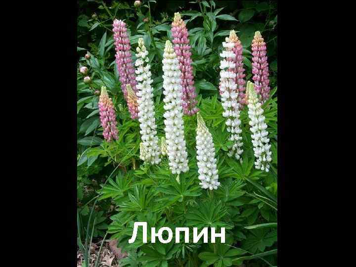 Люпин 