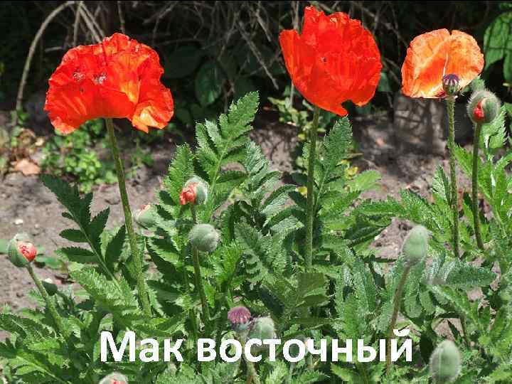 Мак восточный 