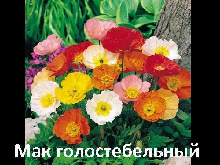 Мак голостебельный 