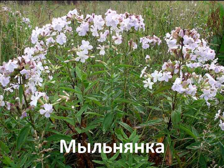 Мыльнянка 