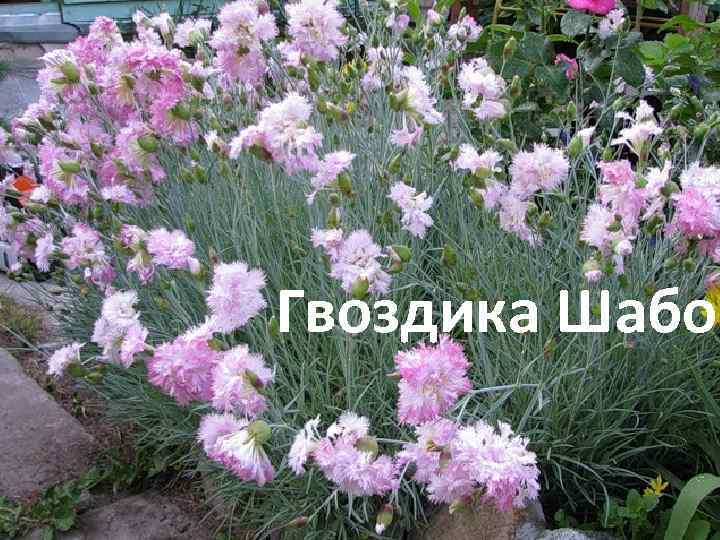Гвоздика Шабо 
