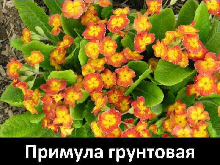 Примула грунтовая 