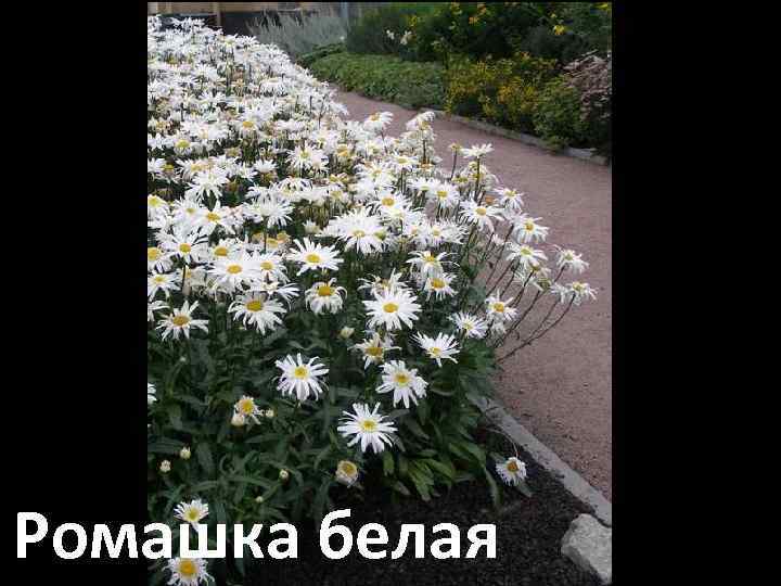 Ромашка белая 