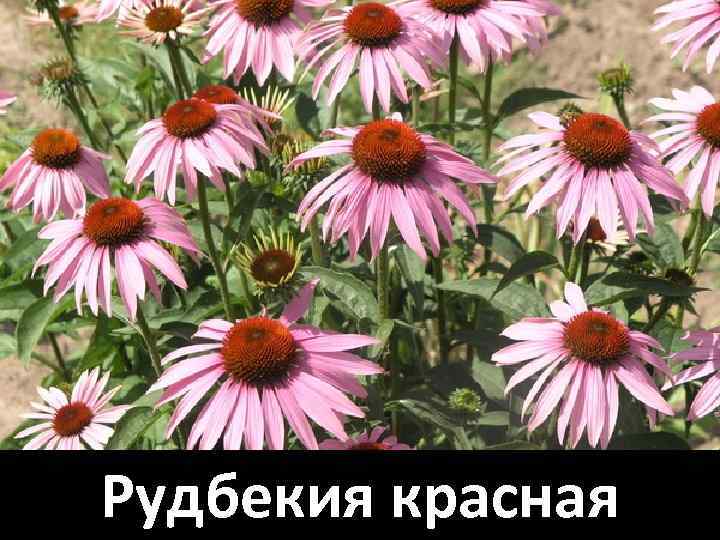 Рудбекия красная 