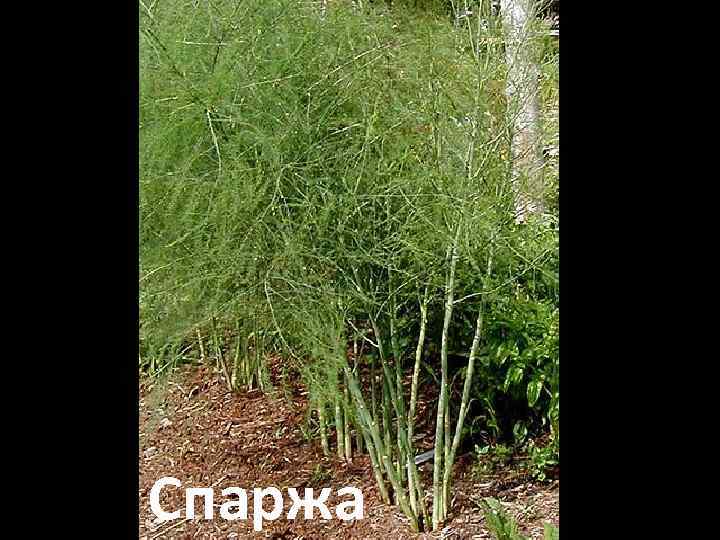 Спаржа 