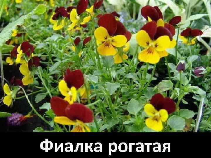 Фиалка рогатая 