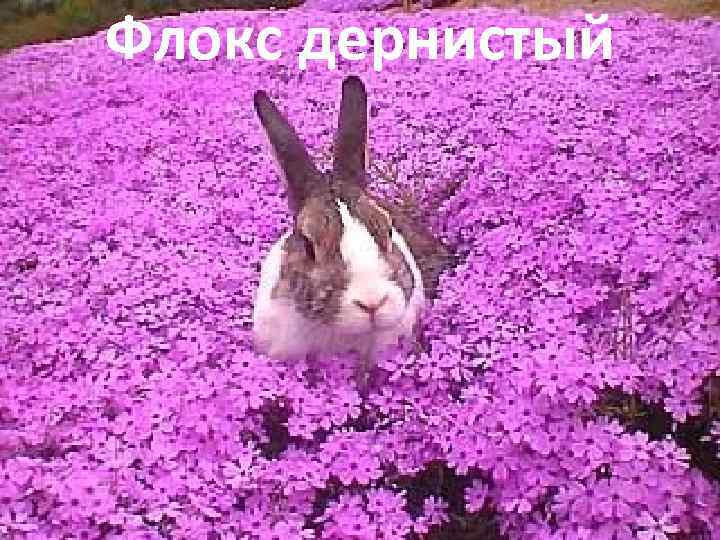 Флокс дернистый 