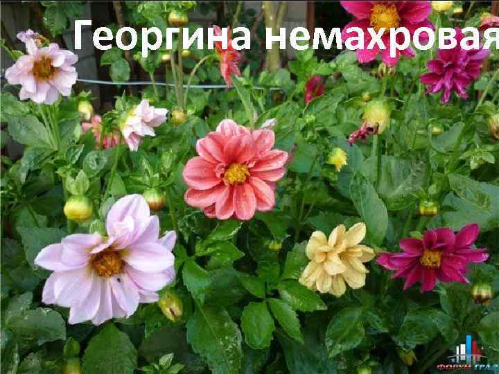Георгина немахровая 