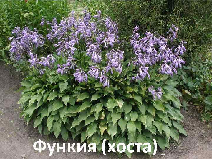Функия (хоста) 