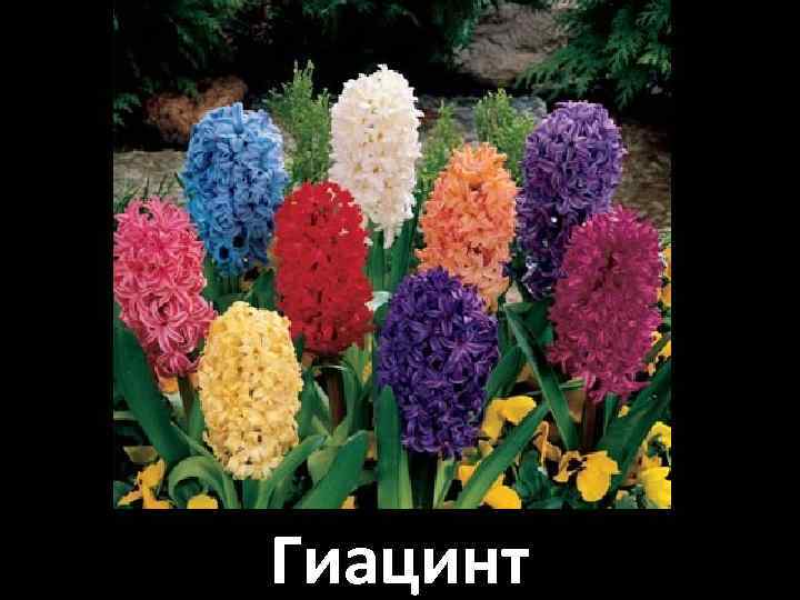 Гиацинт 