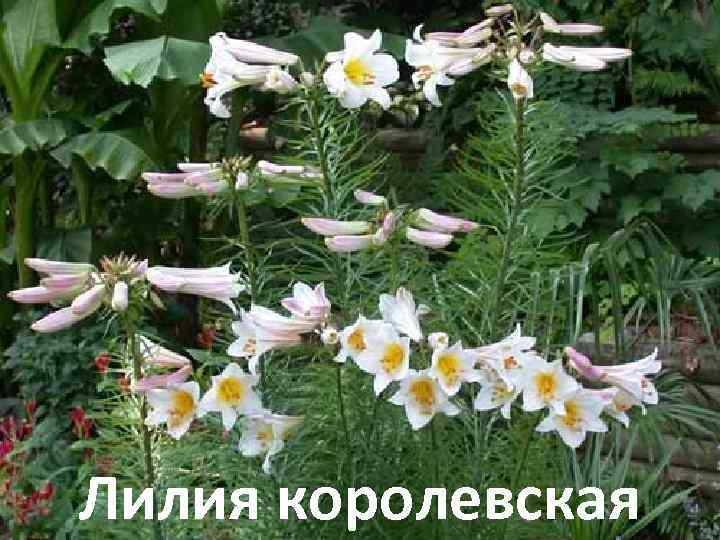 Лилия королевская 