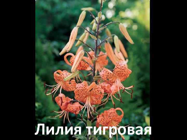 Лилия тигровая 