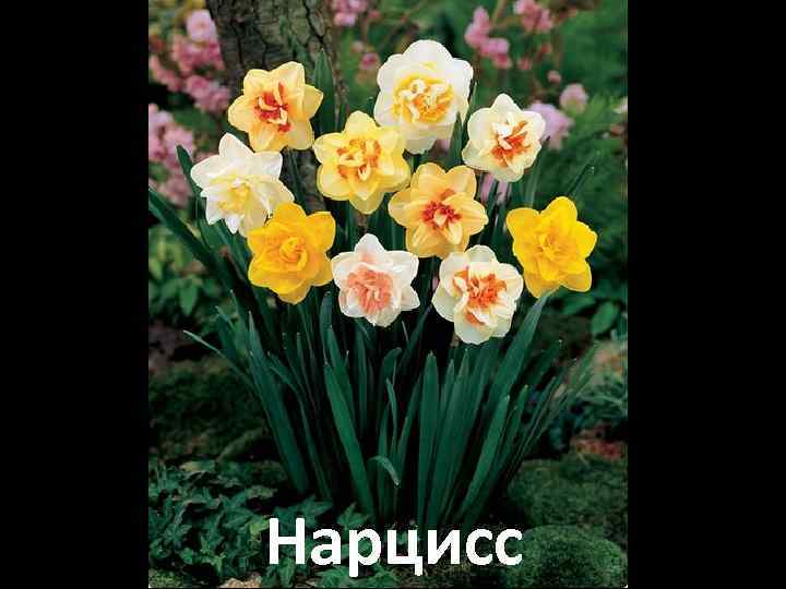 Нарцисс 