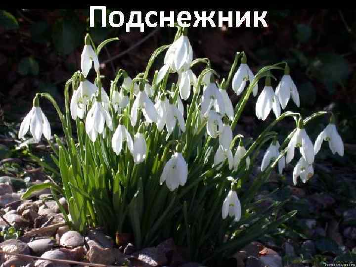 Подснежник 