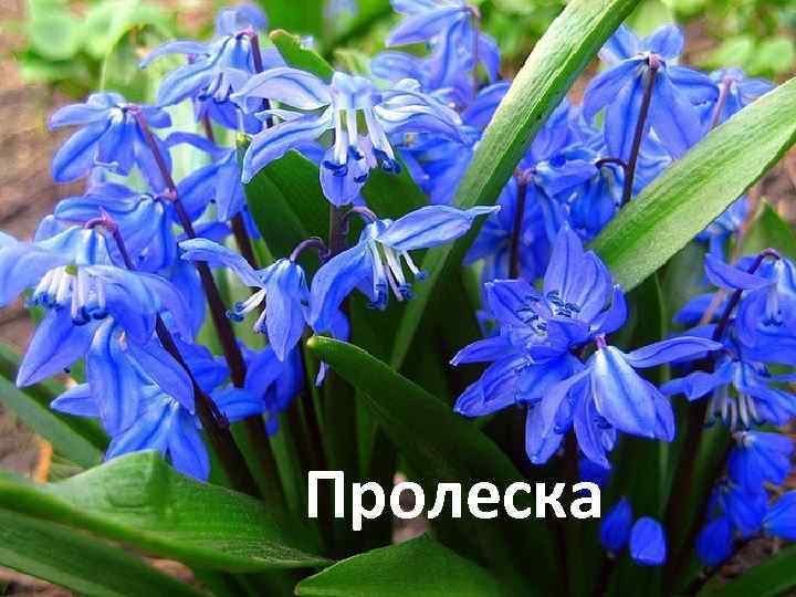 Пролеска 