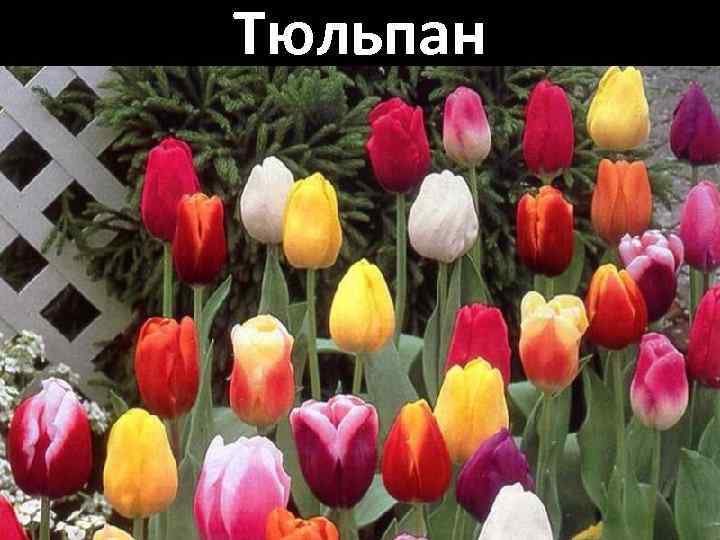 Тюльпан 