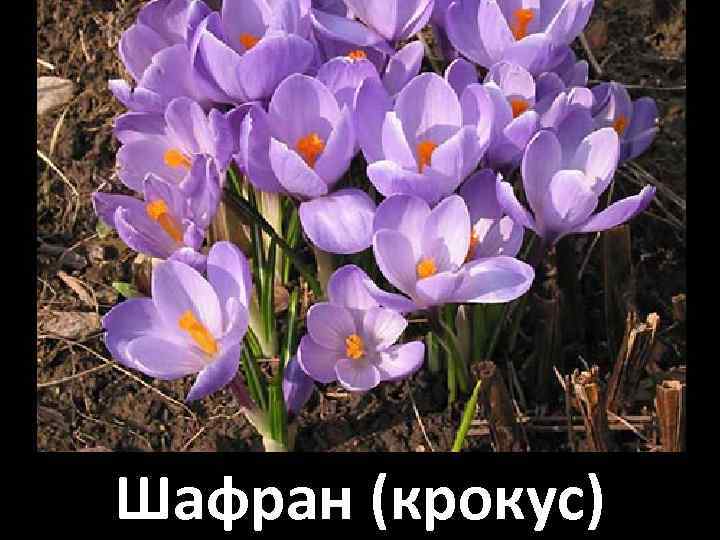 Шафран (крокус) 