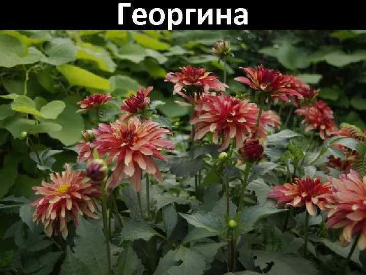 Георгина 