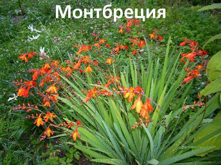 Монтбреция 