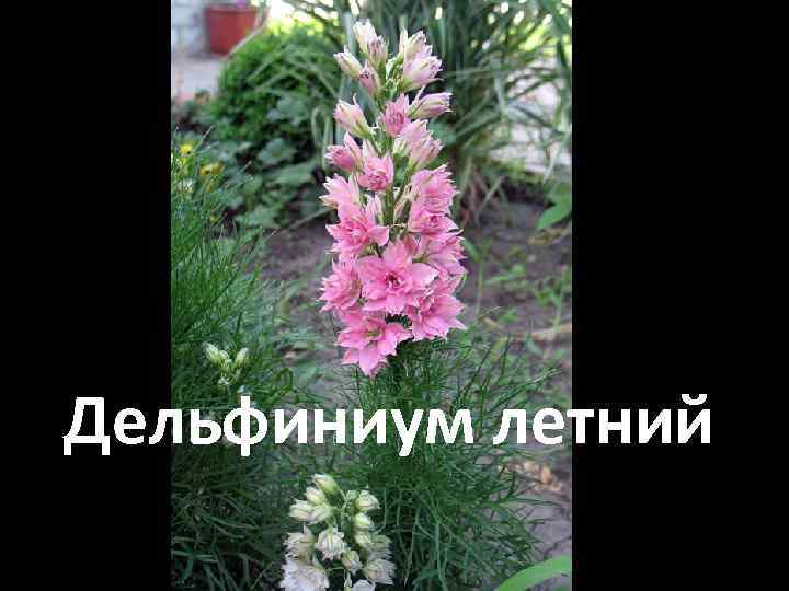 Дельфиниум летний 