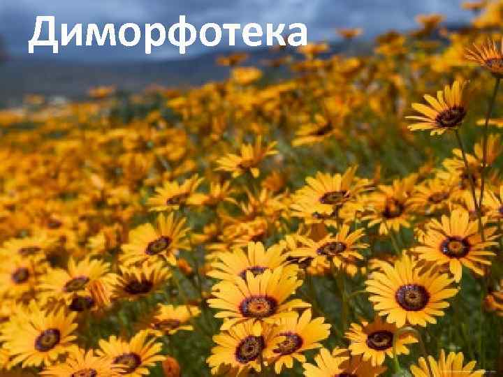 Диморфотека 