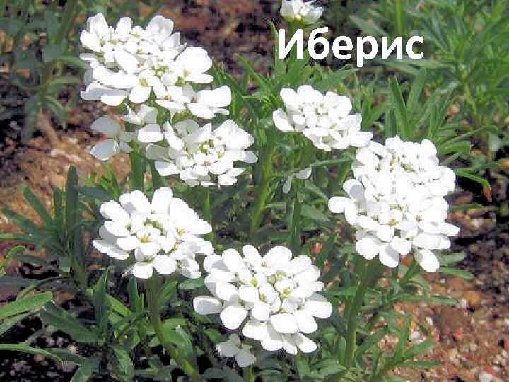 Иберис 