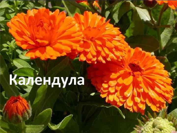 Календула 