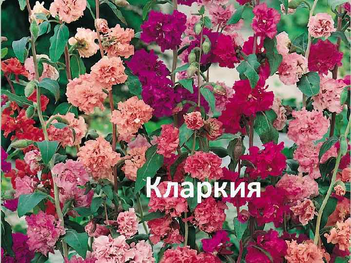 Кларкия 