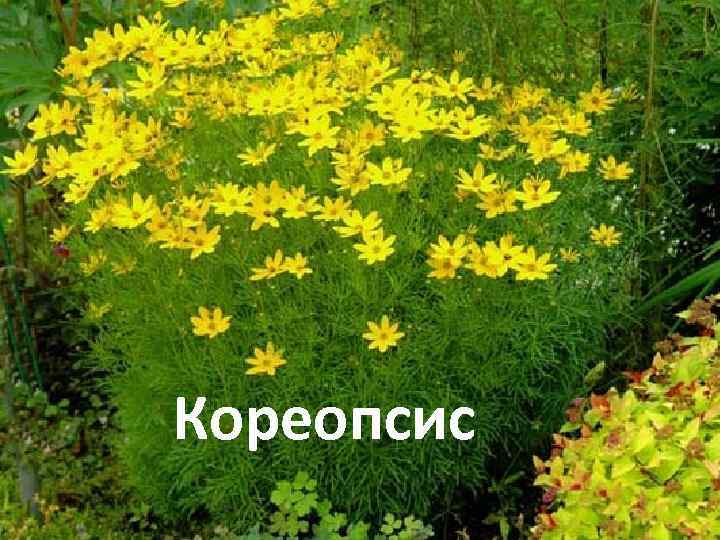 Кореопсис 