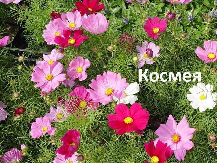 Космея 