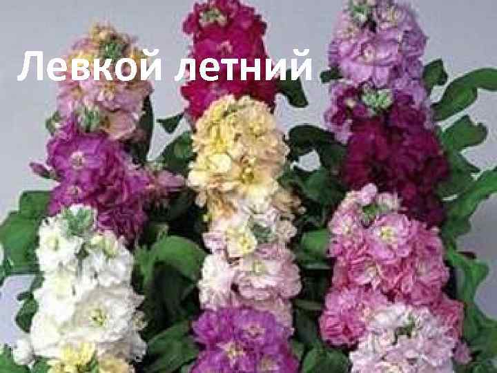 Левкой летний 