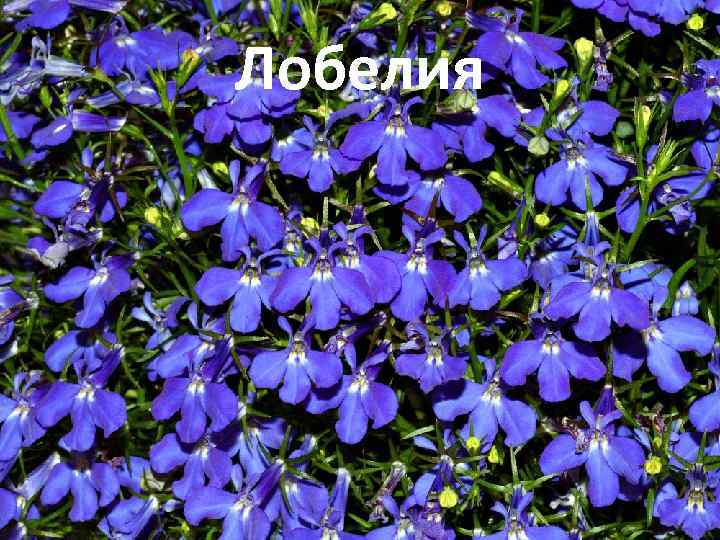 Лобелия 