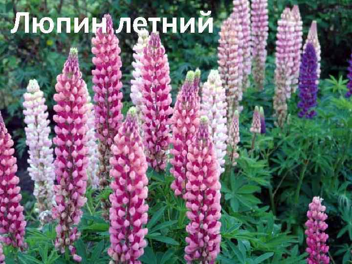Люпин летний 