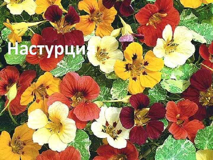 Настурция 