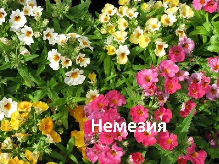 Немезия 