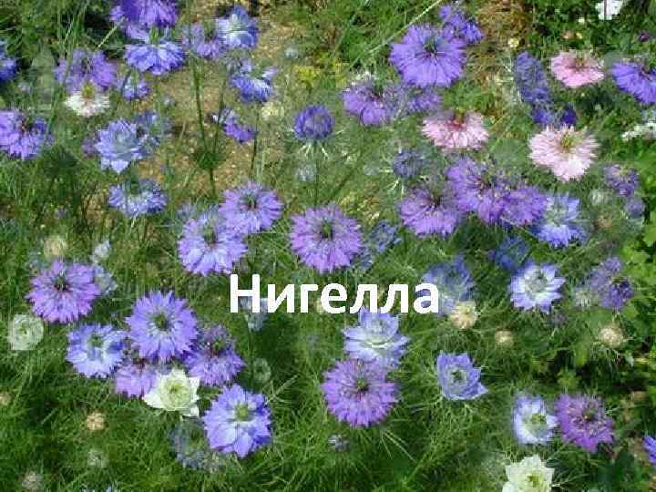 Нигелла 
