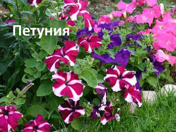 Петуния 