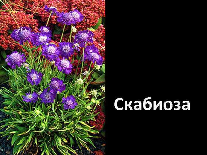 Скабиоза 