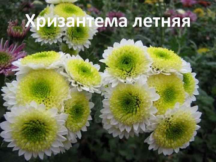 Хризантема летняя 