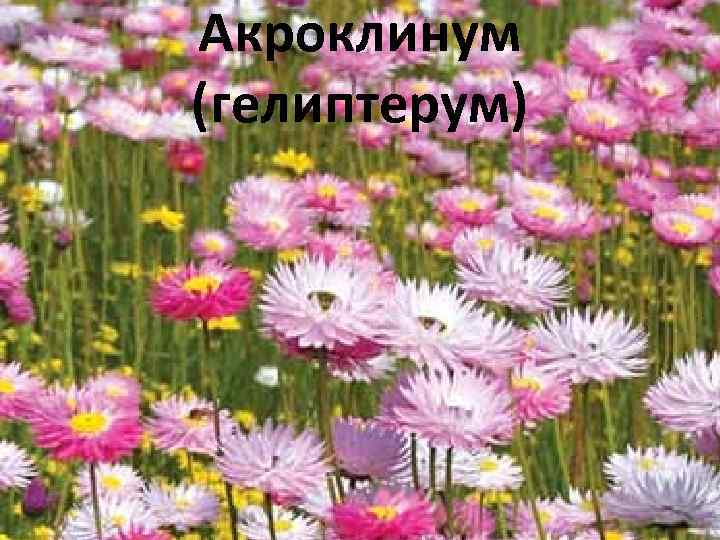 Акроклинум (гелиптерум) 