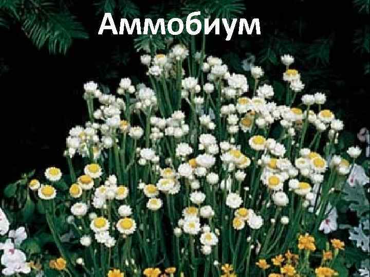 Аммобиум 