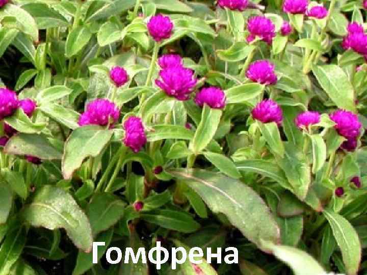 Гомфрена 