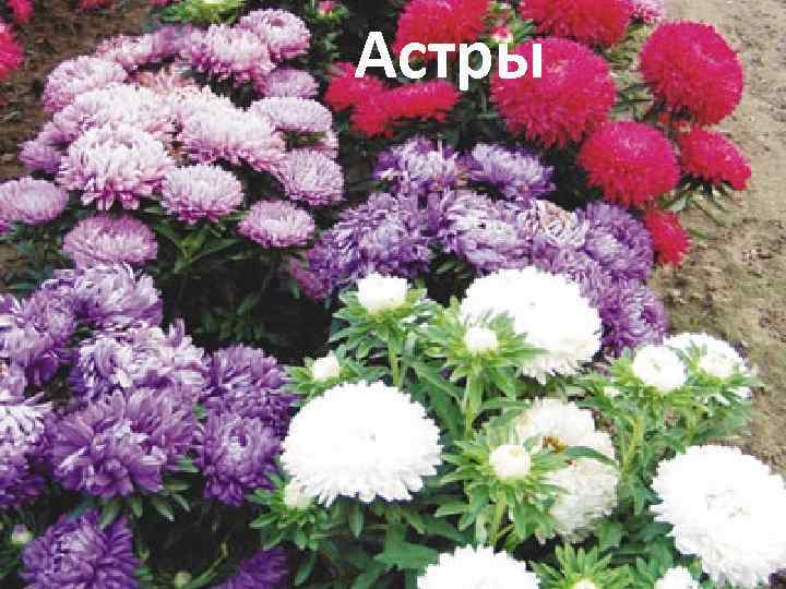 Астры 