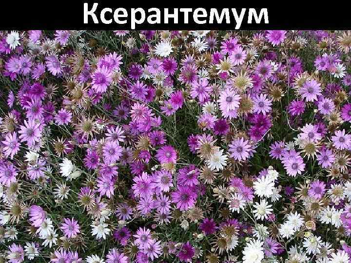 Ксерантемум 