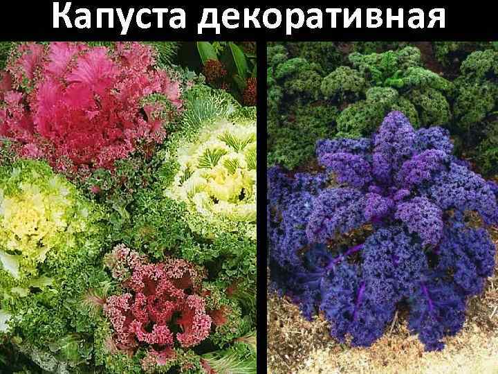 Капуста декоративная 