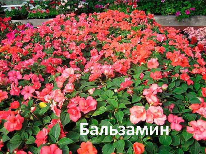 Бальзамин 