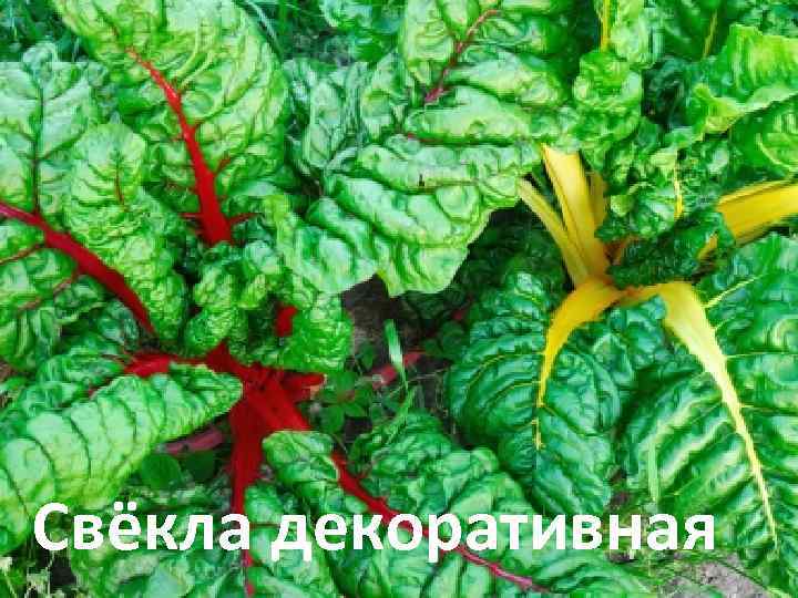 Свёкла декоративная 