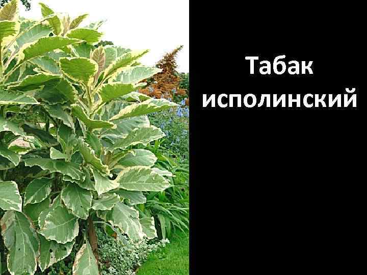 Табак исполинский 